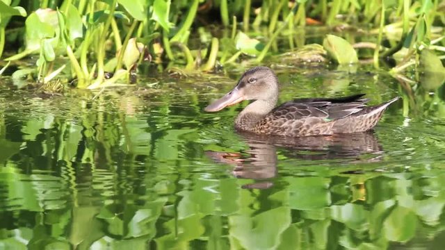 	Anas clypeata. The female Northern Shoveler in the summer on the Yamal Peninsula