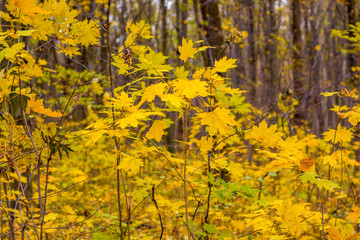 Photo of orange autumn forest with leaves