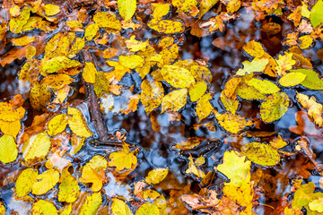 Photo of orange autumn forest with leaves and water