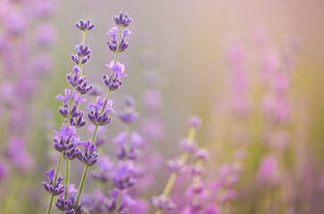 Fototapeta na wymiar Lavender field. Composition of nature.