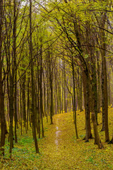 Photo of orange autumn forest with leaves and road