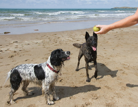 Two wet dogs playing ball with owner on holiday beach in UK