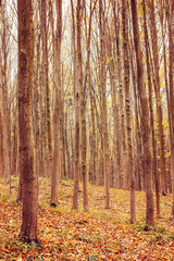 Photo of orange autumn forest with leaves