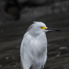 HDR photos of a Snow Egret by the sea
