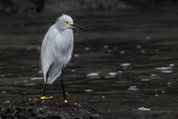 HDR photos of a Snow Egret by the sea