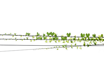 ivy plant climbing on electric wire , isolated white background