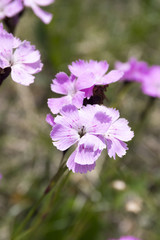 Dianthus nitidus, special plant species Lesser Fatra, bunch of flowers in bloom