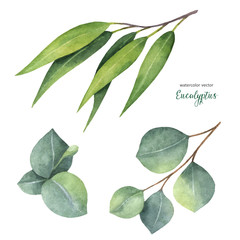 Watercolor vector hand painted set with eucalyptus leaves and branches.