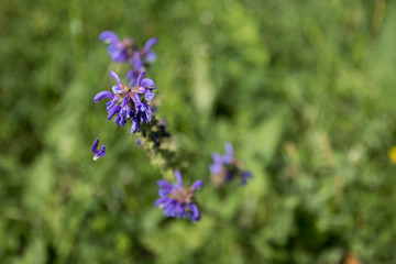 Wildblumenblüte