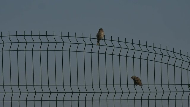 Some sparrows seating on the fence HD