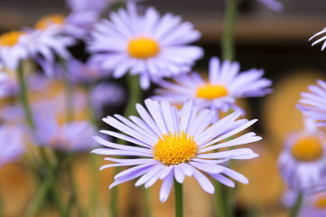 Bluish Aster, Aster tongolensis in bloom