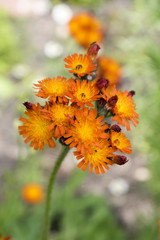 Orange Hawkweed flowers in bloom