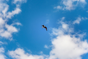 Obraz na płótnie Canvas The seagull is flying high in the blue sky