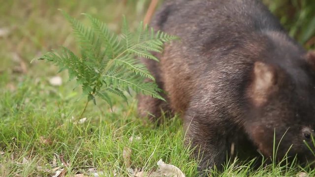 Wombat in the wild