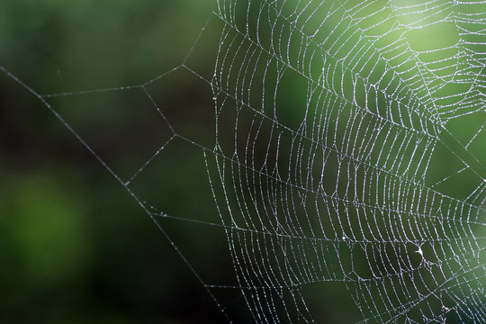 Wet spider'web