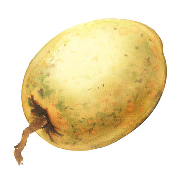 Fresh sweet Sapodilla fruit, whole isolated object, watercolor illustration on white