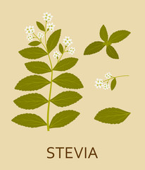 Stevia plant with leaves and pods. Vector illustration.