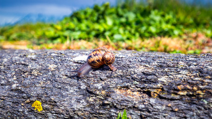 Snail crawling on a hard rock texture in nature; brown striped snail walking on the rocks in rainy day, Brittany (Bretagne), France