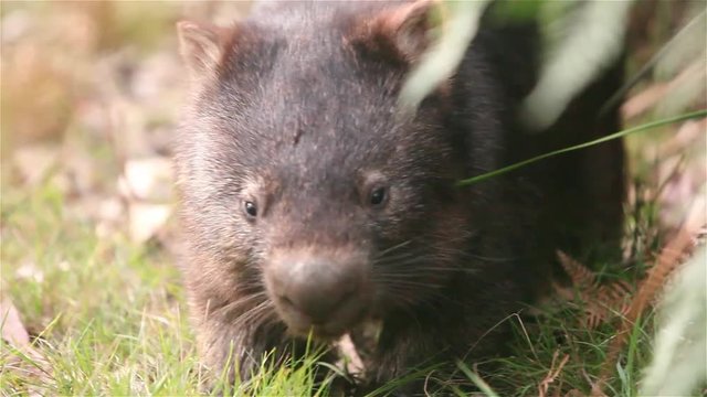 Wombat in the wild