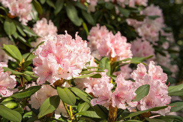 Fototapeta premium Rhododendron aganniphum flowers in full bloom in spring