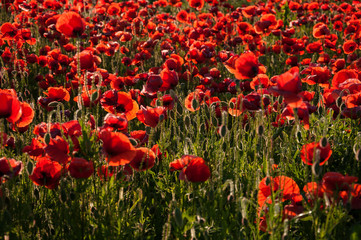 Fototapeta na wymiar Group of red poppies in a field with dew, illuminated by the sun in the morning.