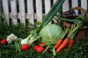 vegetables in basket harvest