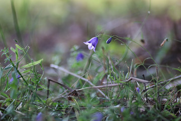 Purple bell on the nature
