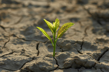 young plant growing through the ground