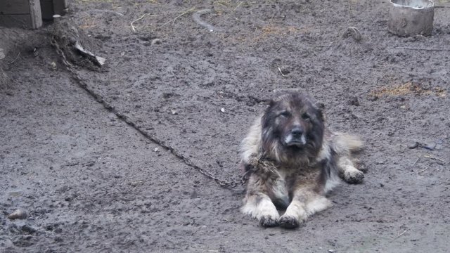 Big evil watchdog on a chain around the booth and is protected area. Gray dog of the Caucasian breed on the chain. Guard dog on a chain in the village. Dog attached with short chain to its kennel.