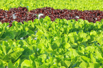 Hydroponic vegetable  salad farm