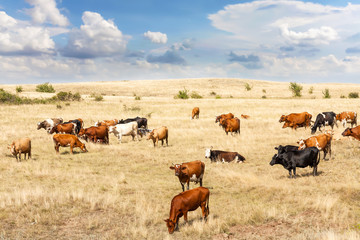 Clean livestock. Cows of different breeds are grazing on the field with yellow dry grass under a blue sky with clouds