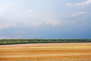 Summer landscape in Ukrainian steppe with dry yellow grass under a blue sky