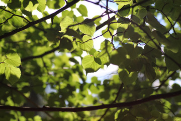 leaf tree background backlight sunlight