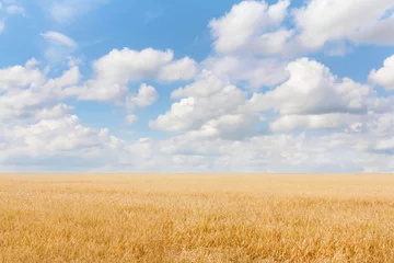 Crédence de cuisine en verre imprimé Campagne Paysage d& 39 été avec champ de céréales et ciel bleu avec des nuages. Ukraine