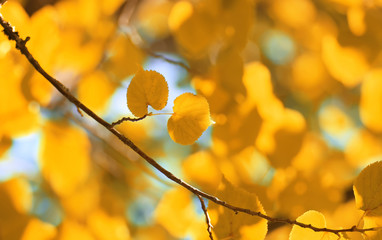 autumn yellow leaf backlight