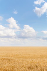 Summer landscape with grain field and blue sky with clouds. Ukraine