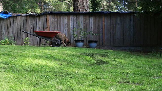 dog wanders yard and runs towards camera
