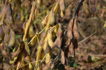 収穫前の大豆畑