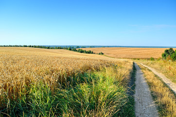 Fototapeta na wymiar Field of wheat on the background of the blue sky