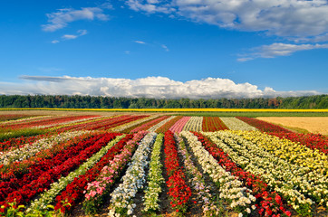 Field of roses on the background of the blue sky