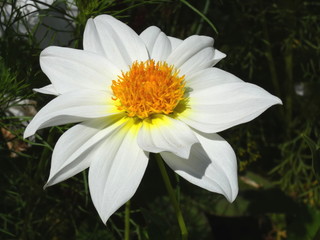 White Flower Dahlia