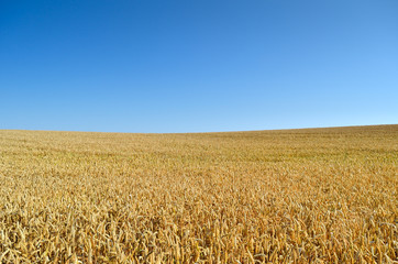 Field of wheat on the background of the blue sky