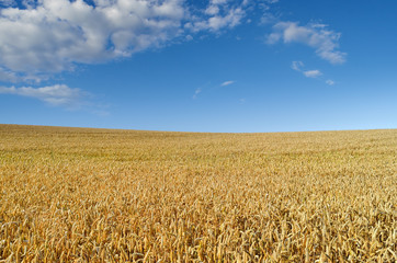 Field of wheat on the background of the blue sky