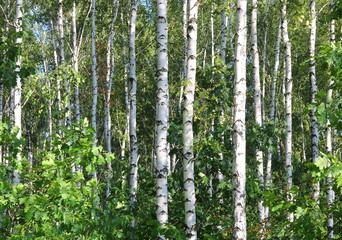 Fototapeta na wymiar Birch grove with white birches and green foliage in summer
