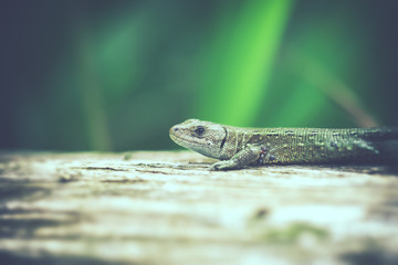 Waldeidechse - Zootoca-vivipara auf einem Baumstamm - mit Zecken unter dem Arm - Makroaufnahme