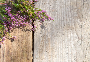 Calluna vulgaris known as common heather, ling, or simply heather on wooden background closeup