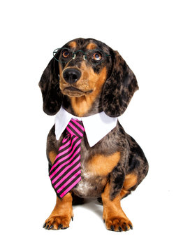 Dachshund Dog In A Tie And Glasses