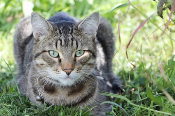 Gray shorthair  street cat lying in the shade of bushes