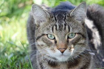 Naklejka na ściany i meble Gray shorthair street cat lying in the shade of bushes