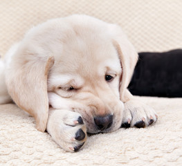 Cute labrador puppy lying on a soft rug